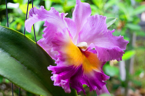 veelkleurige kleurrijke orchidee in thailand