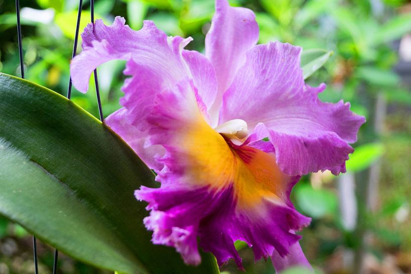 mehrfarbige  farbene Orchidee in Thailand von Babetts Bildergalerie