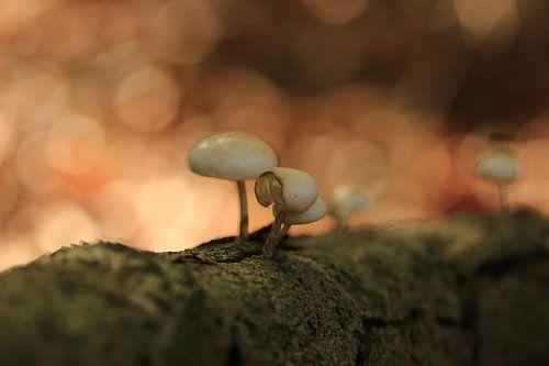 Paddenstoelen