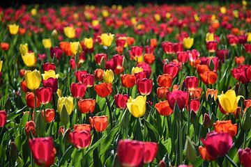 Tulpen in de tuin in het voorjaar van Claude Laprise