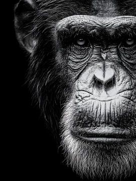 Schimpanse – Nachdenklicher Blick und stille Präsenz in Schwarzweiß