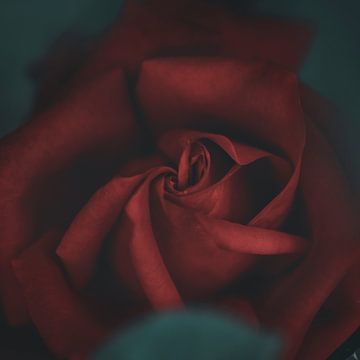 Rode roos van Anouschka Hendriks