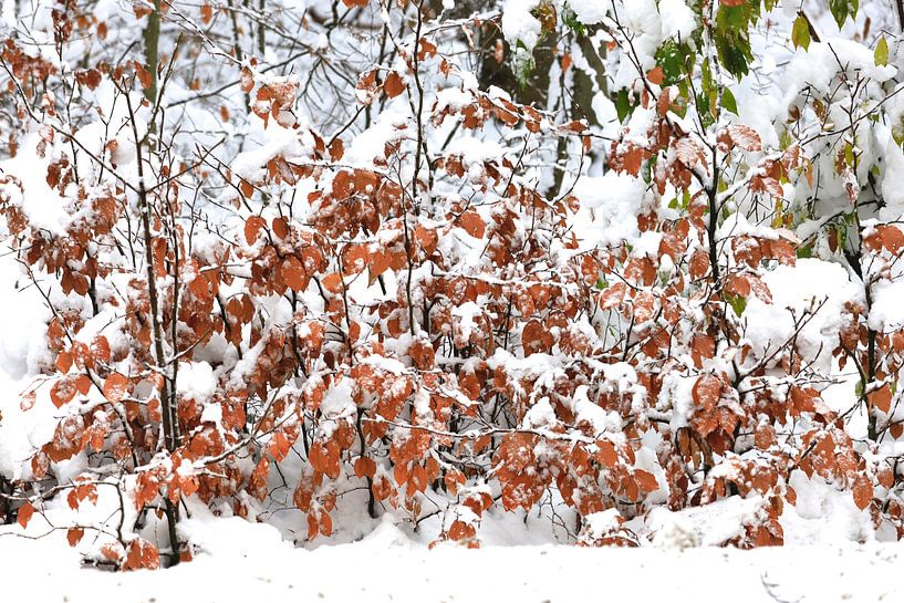 Winter in der Oberlausitz von Thomas Jäger
