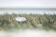 Sanderlinge auf Texel von Danny Slijfer Natuurfotografie Miniaturansicht