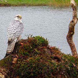 Weißer Geierfalke beim Ausruhen am Wasser von AdWF