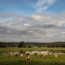Cows in the floodplain (square format) by Moetwil en van Dijk - Fotografie thumbnail