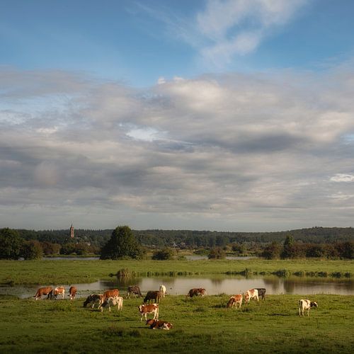 Koeien in de uiterwaarden (vierkant formaat)