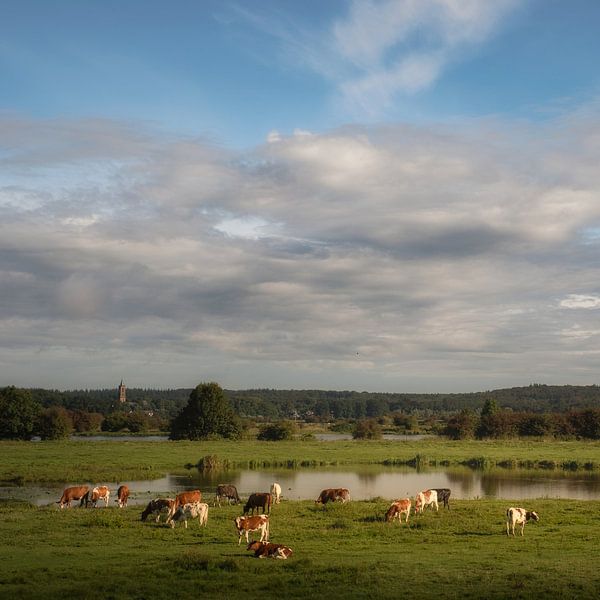 Cows in the floodplain (square format) by Moetwil en van Dijk - Fotografie