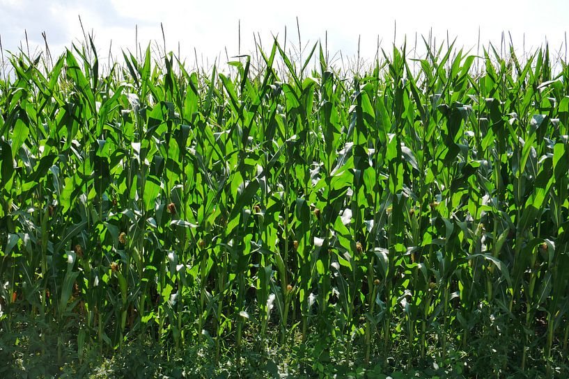 Mais van Wim vd Neut