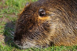 das Bild zeigt wild lebende Nutria