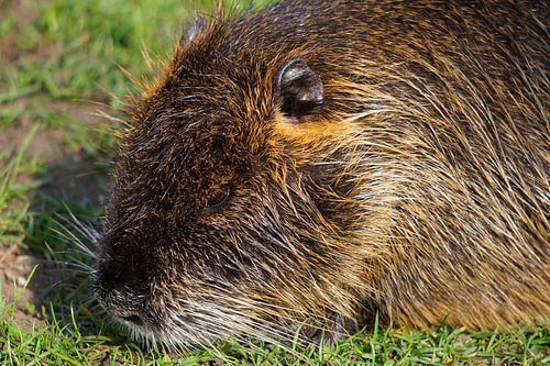 de foto toont wilde levende nutria