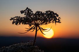 Twilight umbellifer