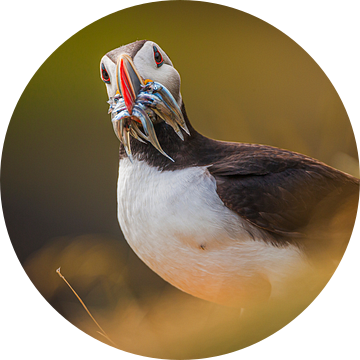 Papegaaiduiker (Fratercula arctica) met bek vol visjes
