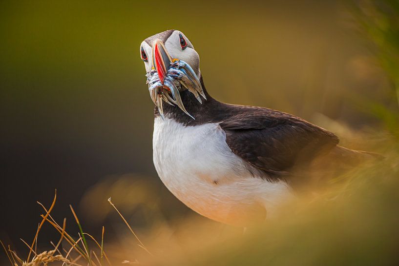 Macareux moine (Fratercula arctica) avec le bec plein de poissons par Chris Stenger