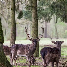 Kleine herten familie merkt fotograaf op van Mart Houtman