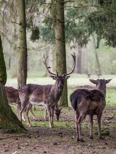 Kleine herten familie merkt fotograaf op van Mart Houtman