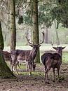 Kleine herten familie merkt fotograaf op van Mart Houtman thumbnail
