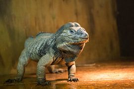 neushoorn leguaan  by Smithfotografie Joey