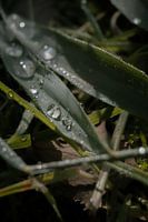 Wassertropfen auf Blättern