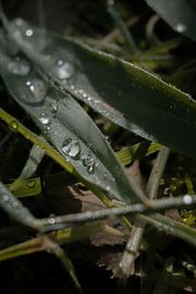 Wassertropfen auf Blättern von Loes Uijtdehaag
