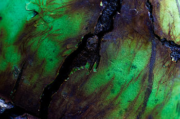 Fond vert rustique