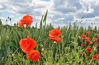 Coquelicots dans un champ