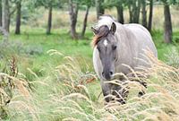 Konikpaarden