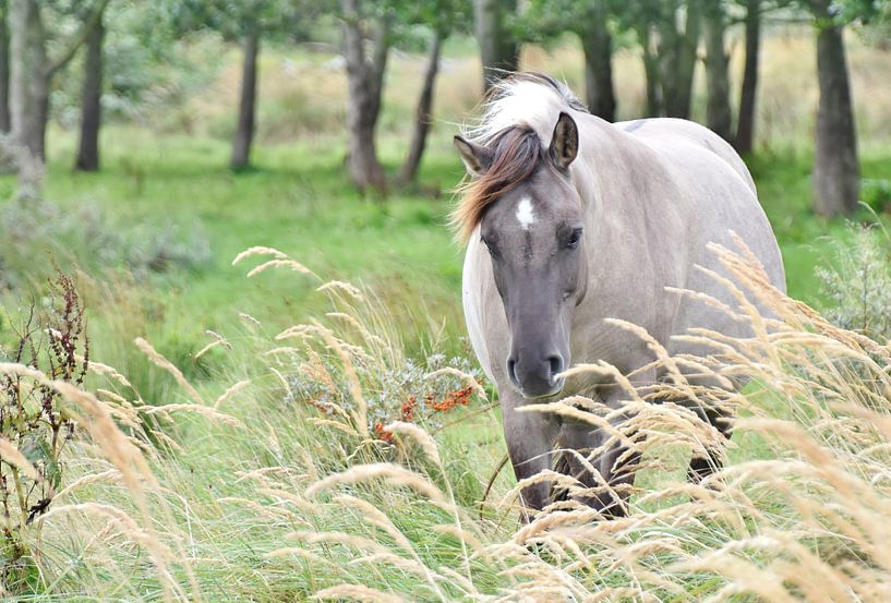 Konikpaarden von Carla Eekels