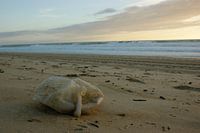 Jerrycan on the beach