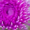 Macro opname paarse distel van Menno van Duijn