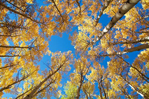 Gouden Aspen