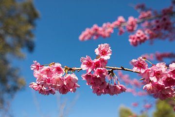 Wilder Himalaya-Cherry Blüte von Johan Zwarthoed