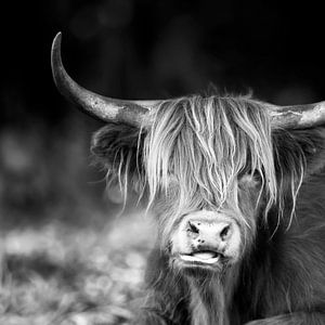 highlander in schwarz und weiß
