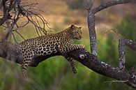 Luipaard in de boom in Zuid-Afrika van Discover Dutch Nature thumbnail