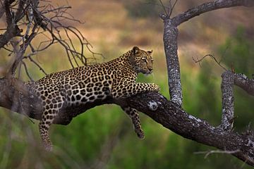 Le léopard dans l'arbre en Afrique du Sud