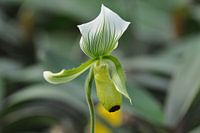 Orchid