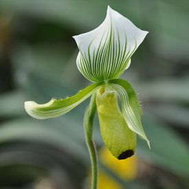 Orchid van esther snoeck