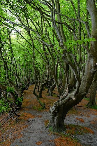 In the coastal forest