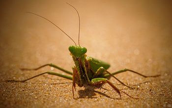 Bidsprinkhaan