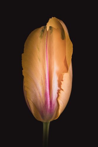 Tulp Knop – Fine Art Bloemportret