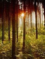 Bayrischer Wald