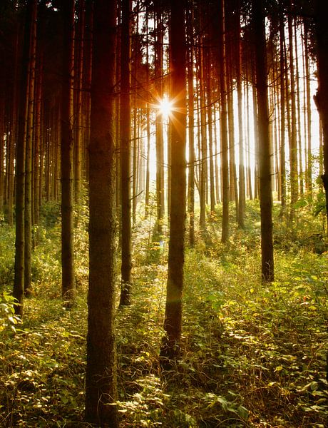 Bayrischer Wald von Renate Knapp