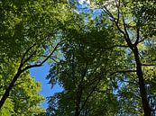 Forest in spring by Timon Schneider thumbnail