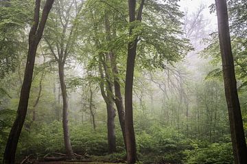Nebel zwischen den Bäumen von Tania Perneel