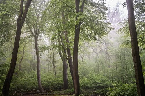 mist tussen de bomen