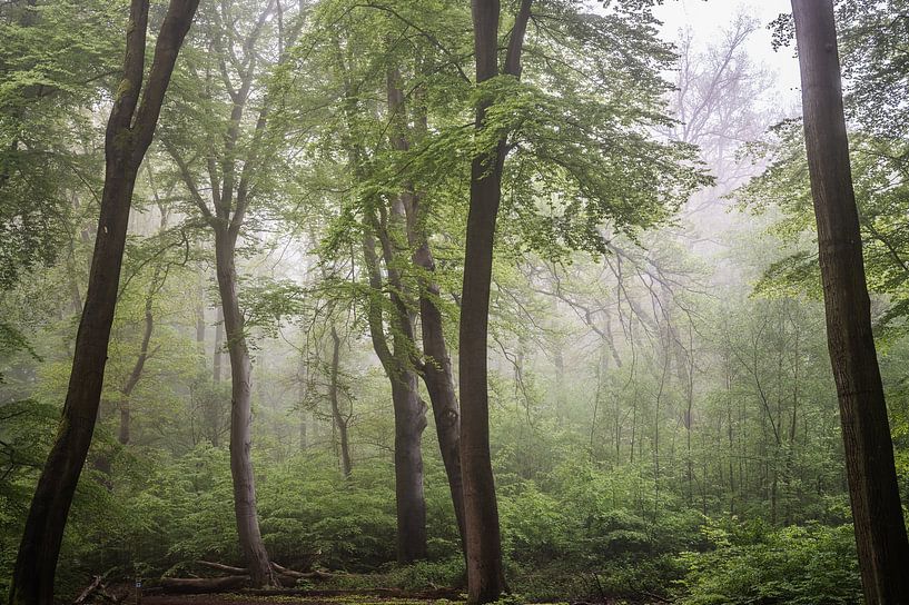 mist between the trees by Tania Perneel