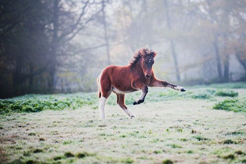 Dancing Foal 2