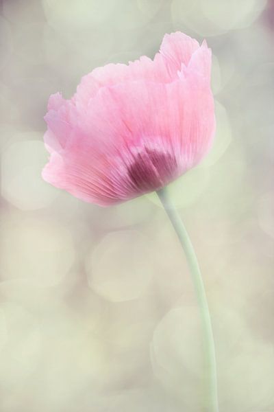 Zarter Mohn by Heike Hultsch