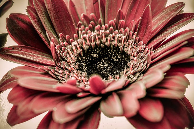 Rode Gerbera van Rietje Bulthuis