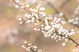 Blüten von Christina Neuhaus-Petrosino